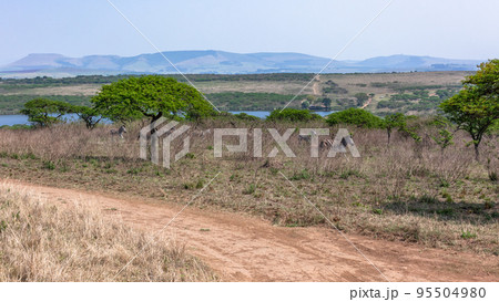 Wildlife Zebra Herd Wilderness landscape 95504980