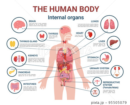 Human Body Internal Organs and Parts Info Poster 95505079