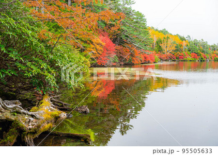 【霧素材】【紅葉素材】霧に包まれた錦秋の白駒の池【長野県】 95505633