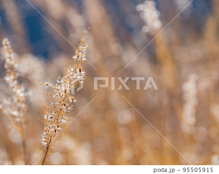 Close up shot of silvergrass 95505915