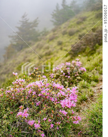 Close up shot of Rhododendron lapponicum blossom 95506017