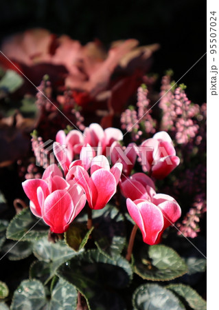 ガーデンシクラメンの花寄せ植えの写真素材 [95507024] - PIXTA