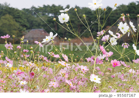 日本の岡山県総社市の吉備路の秋桜 95507167