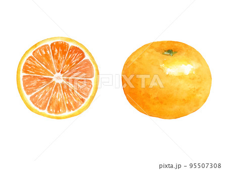 みかんの水彩イラスト　ベクター 95507308