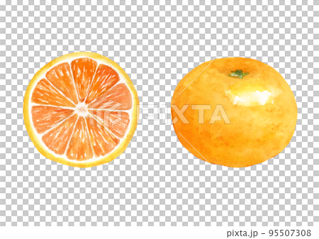 みかんの水彩イラスト　ベクター 95507308