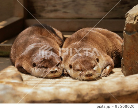 かわいい寝姿のコツメカワウソ かわいい寝姿のコツメカワウソ 95508020