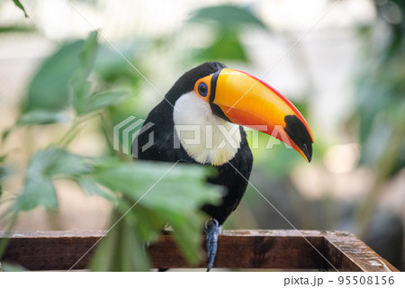 熱帯の鳥 オニオオハシ 熱帯の鳥 オニオオハシ 95508156