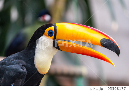 熱帯の鳥　オニオオハシ 95508177