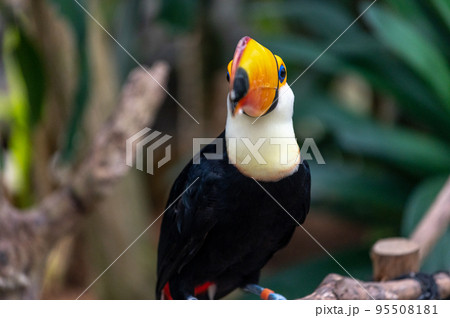 熱帯の鳥　オニオオハシ 95508181