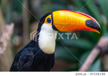 熱帯の鳥 オニオオハシ 熱帯の鳥 オニオオハシ 95508186