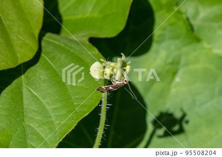 シロオビノメイガ 95508204