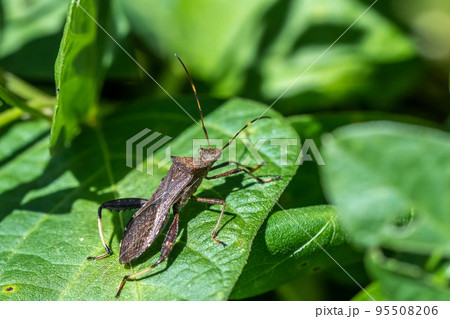 ホソヘリカメムシ 95508206