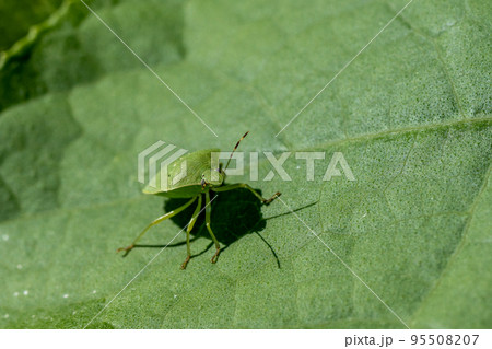 ミナミアオカメムシ 95508207