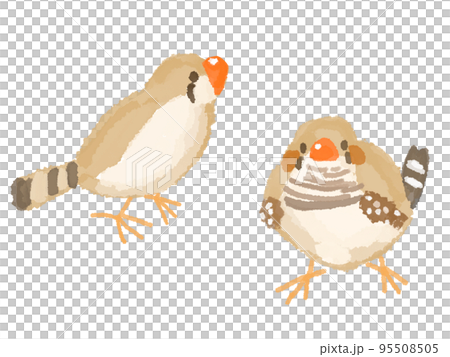 Zebra Finch Fawn Zebra Finch Fawn 95508505