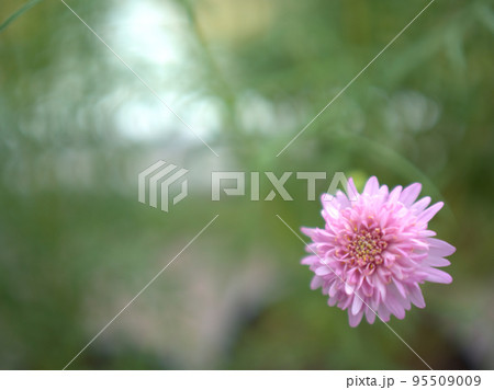 10月に咲いたコスモスの花「ピンクポップソックス」 95509009