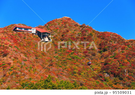 【長崎県】晴天の仁田峠の紅葉(雲仙岳) 【長崎県】晴天の仁田峠の紅葉(雲仙岳) 95509031