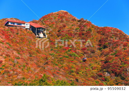 【長崎県】晴天の仁田峠の紅葉(雲仙岳) 【長崎県】晴天の仁田峠の紅葉(雲仙岳) 95509032