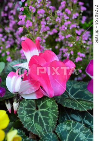 ピンク色のシクラメンの花 （カガリビバナ） 95509252