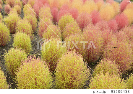 紅葉したコキア 95509458