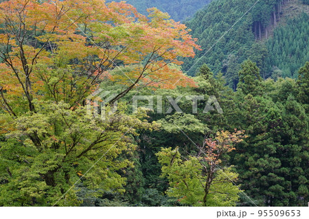 東京都青梅市のJR青梅線御嶽駅周辺の多摩川沿いの紅葉の風景 95509653