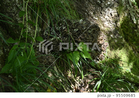 天然舞茸 トラフ 天然舞茸 トラフ 95509685