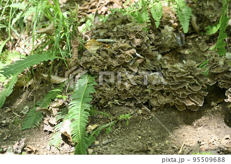 天然舞茸 トラフ 天然舞茸 トラフ 95509688