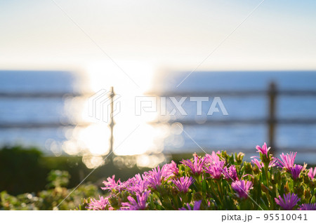 松葉菊と日本海 95510041