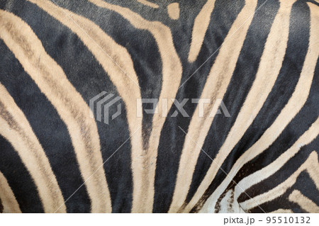 Close up skin The burchell zebra is black and white for wildlife texture and pattern 95510132