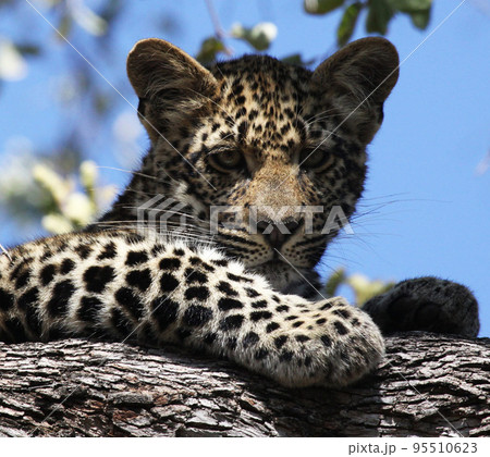 Beautiful Wildlife places in Sabi Sands,South Africa Beautiful Wildlife places in Sabi Sands,South Africa 95510623