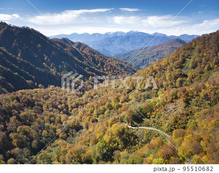妙高小谷林道の美しい紅葉と後立山連峰　長野県小谷村（ドローンによる空撮） 95510682