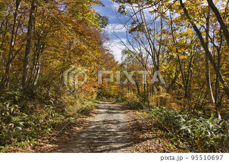 妙高小谷林道の美しい紅葉 新潟県妙高市 妙高小谷林道の美しい紅葉 新潟県妙高市 95510697