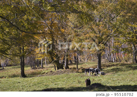 笹ヶ峰牧場の牛たちと美しい紅葉 新潟県妙高市 笹ヶ峰牧場の牛たちと美しい紅葉 新潟県妙高市 95510702