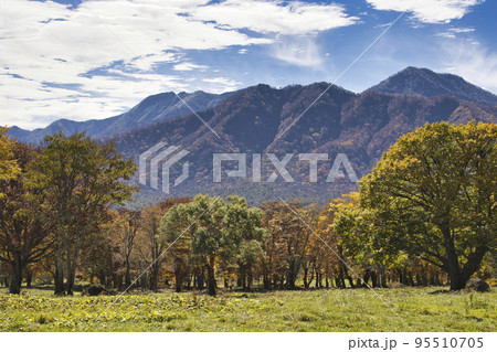 笹ヶ峰高原の美しい紅葉と高妻山・乙妻山　新潟県妙高市 95510705