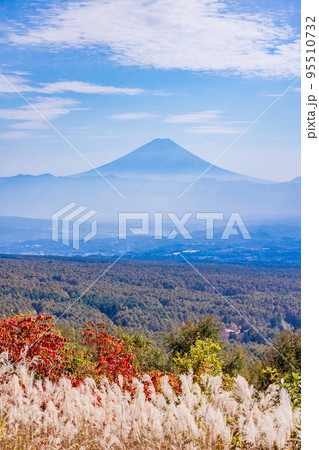 (長野県)ススキと紅葉が美しい・富士見高原リゾート 富士山遠望 (長野県)ススキと紅葉が美しい・富士見高原リゾート 富士山遠望 95510732