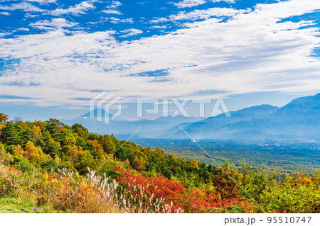 (長野県)ススキと紅葉が美しい・富士見高原リゾート 富士山遠望 (長野県)ススキと紅葉が美しい・富士見高原リゾート 富士山遠望 95510747