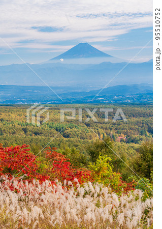 (長野県)ススキと紅葉が美しい・富士見高原リゾート 富士山遠望 (長野県)ススキと紅葉が美しい・富士見高原リゾート 富士山遠望 95510752
