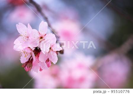 春の訪れを告げる美しい桜 95510776