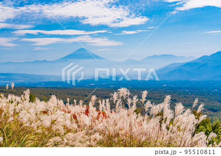 （長野県）富士見高原リゾートのススキと富士山遠望 95510811
