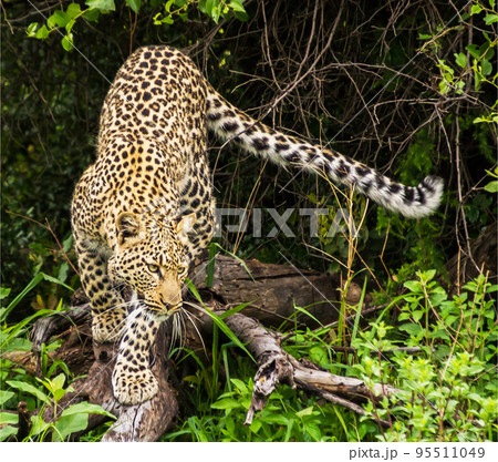 Pilanesberg,South Africa wildlife Pictures  95511049