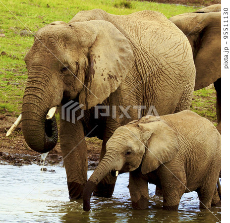 Beautiful Pilanesberg,South Africa wildlife Pictures Beautiful Pilanesberg,South Africa wildlife Pictures 95511130