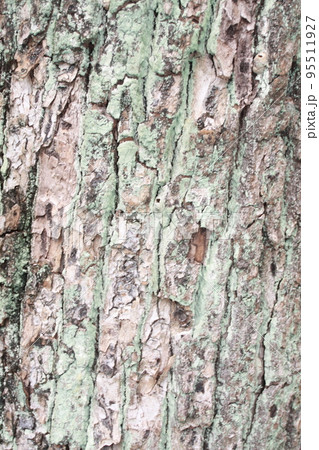 素材　木 95511927