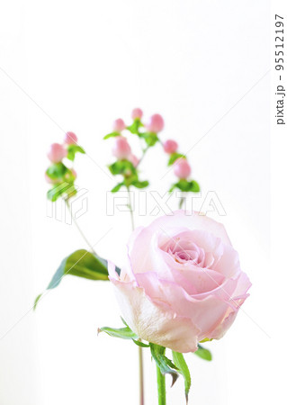 バレンタインプレゼントイメージにピッタリのピンクのバラの花 95512197