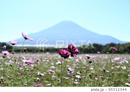 富士山とコスモス(山中湖花の都公園) 富士山とコスモス(山中湖花の都公園) 95512344