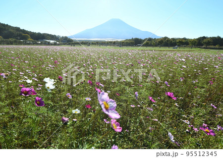 富士山とコスモス(山中湖花の都公園) 富士山とコスモス(山中湖花の都公園) 95512345