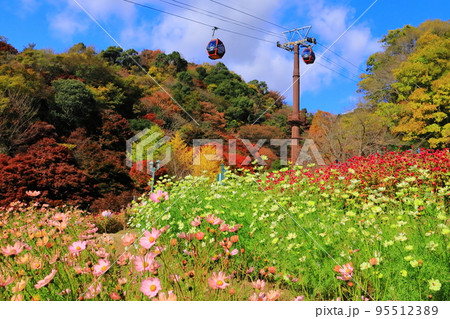 神戸布引ハーブ園（神戸市中央区）風の丘フラワー園の紅葉 95512389