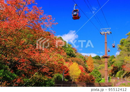 神戸布引ハーブ園（神戸市中央区）風の丘フラワー園の紅葉 95512412