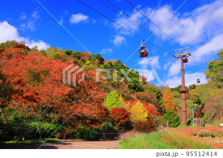 神戸布引ハーブ園（神戸市中央区）風の丘フラワー園の紅葉 95512414
