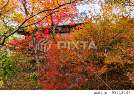 京都嵯峨嵐山の秋　紅葉の宝筐院 95512537