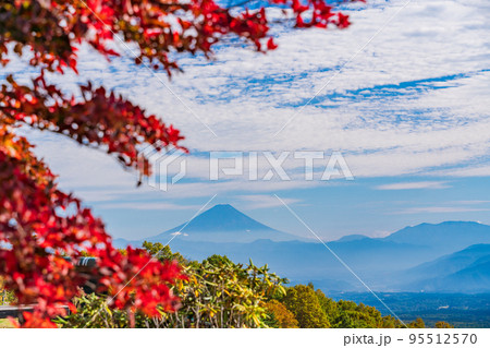 (長野県)紅葉が美しい富士見高原リゾートから望む富士山 (長野県)紅葉が美しい富士見高原リゾートから望む富士山 95512570