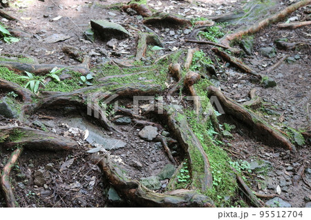 地面に根を張る木の根 95512704